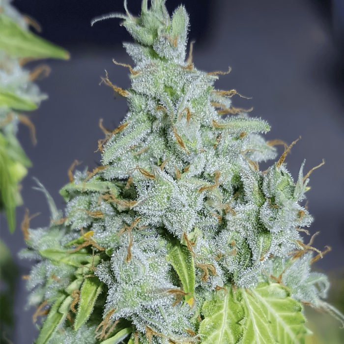 Semillas de marihuana feminizadas autoflorecientes AUTO MAGIC TREE (Eva Seeds) cogollo de cerca.