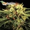 THE DOCTOR (Green House Seeds)