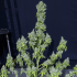 Semillas de marihuana feminizadas autoflorecientes AUTO MAGIC TREE (Eva Seeds) planta.
