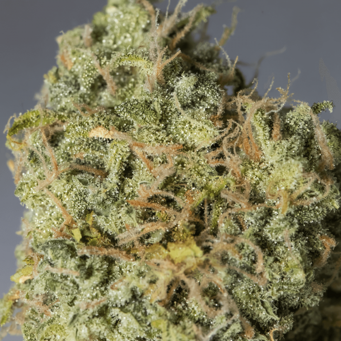 Auto Magic Tree (Eva Seeds) - Semilla marihuana autofloreciente