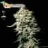Semillas de Marihuana WHITE RHINO (Green House Seeds) Feminizada
