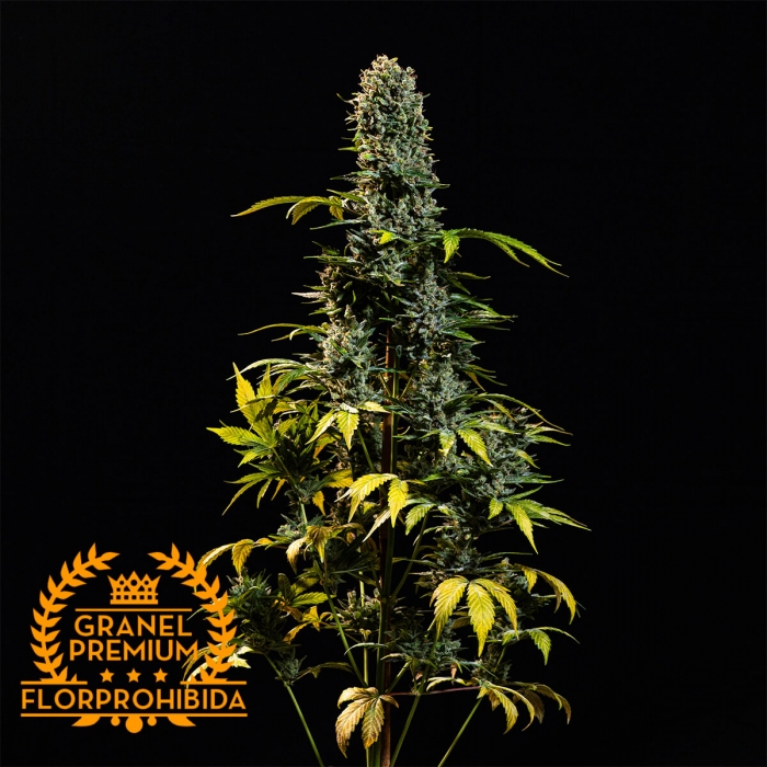 Auto OG Kush a Granel semillas de marihuana