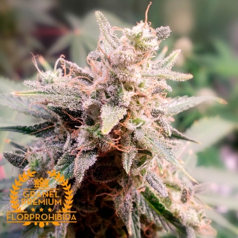 Auto Amnesia Lemon a Granel semillas de marihuana feminizadas.