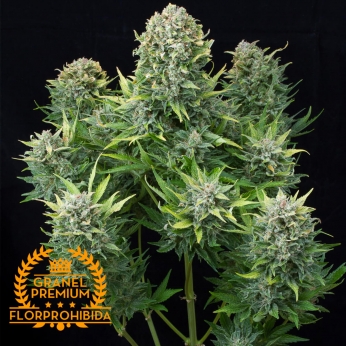 AUTO CHEESE A GRANEL semillas de marihuana feminizadas