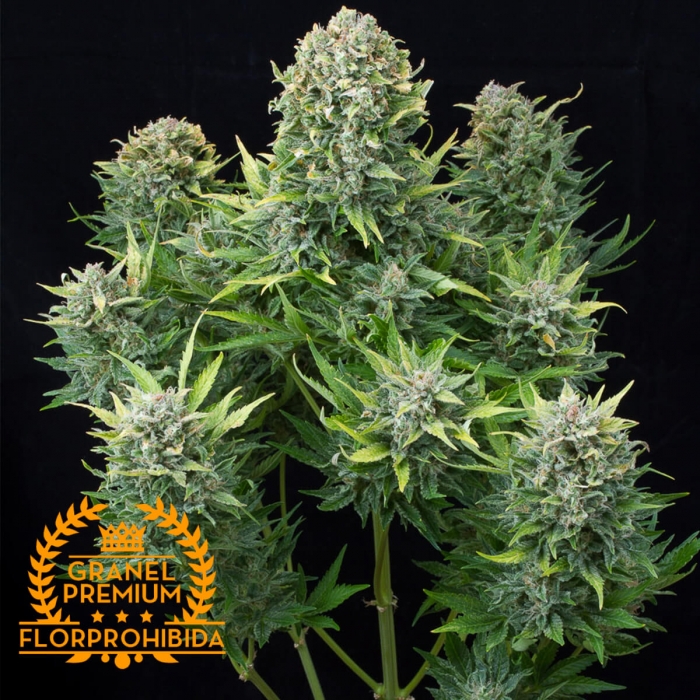 AUTO CHEESE A GRANEL semillas de marihuana feminizadas