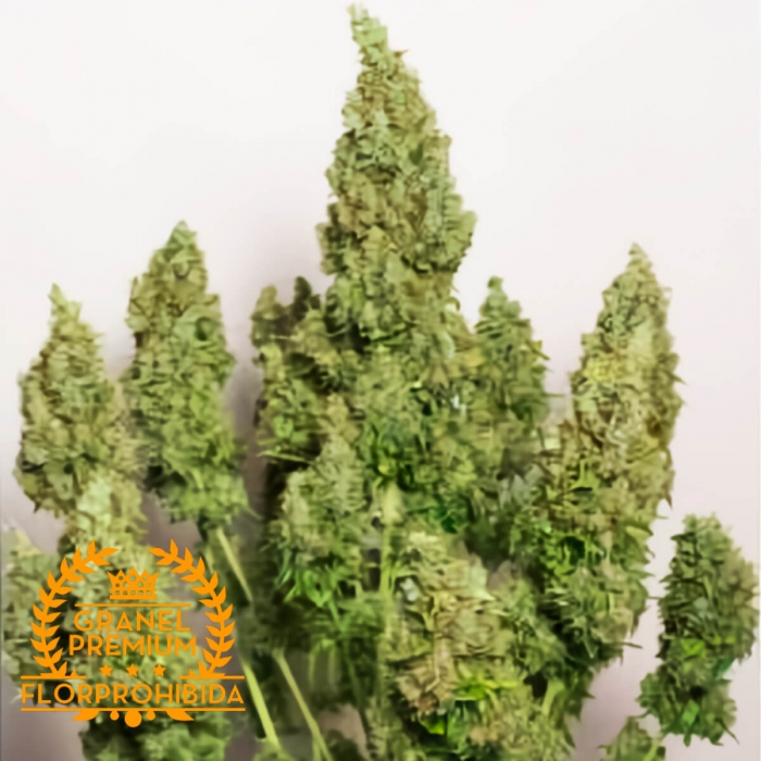 AUTO MAZAR A GRANEL semillas de marihuana feminizadas