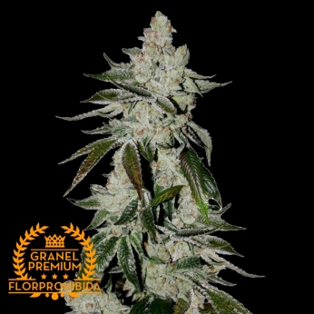 Auto Girl Scout Cookies a Granel, Semillas de marihuana feminizadas.