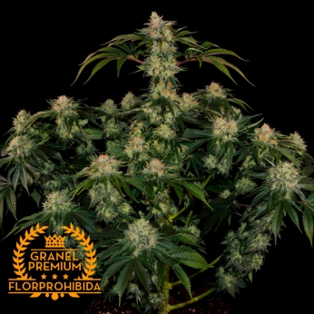 AUTO MOBY OG A GRANEL Semillas de marihuana feminizadas.
