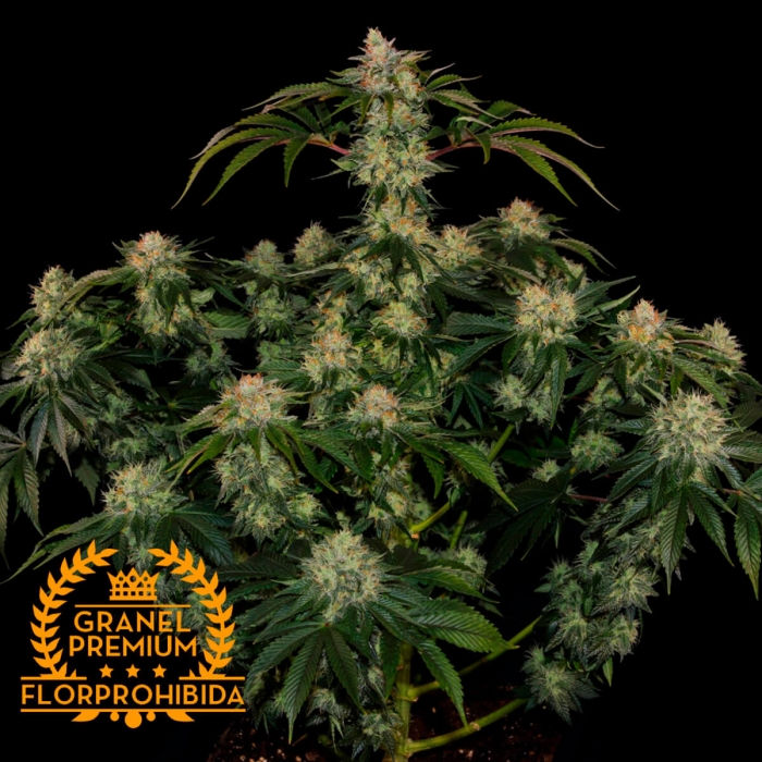 AUTO MOBY OG A GRANEL Semillas de marihuana feminizadas.