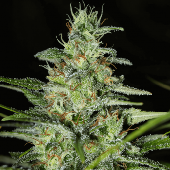 Semillas de marihuana feminizadas MONSTER CBD (Eva Seeds)