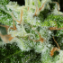 Semillas de marihuana feminizadas MONSTER CBD (Eva Seeds) resina
