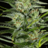 Semillas de marihuana feminizadas MONSTER CBD (Eva Seeds) cogollo de cerca