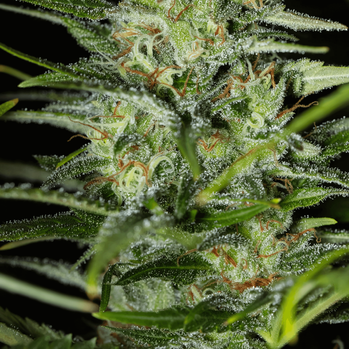 Semillas de marihuana feminizadas MONSTER CBD (Eva Seeds) cogollo de cerca