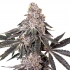 Semillas de marihuana feminizadas BERRY CRUSHER (Elev8 Seeds) cogollos