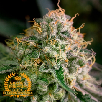 Psicodélica a granel. Semillas de marihuana de granel