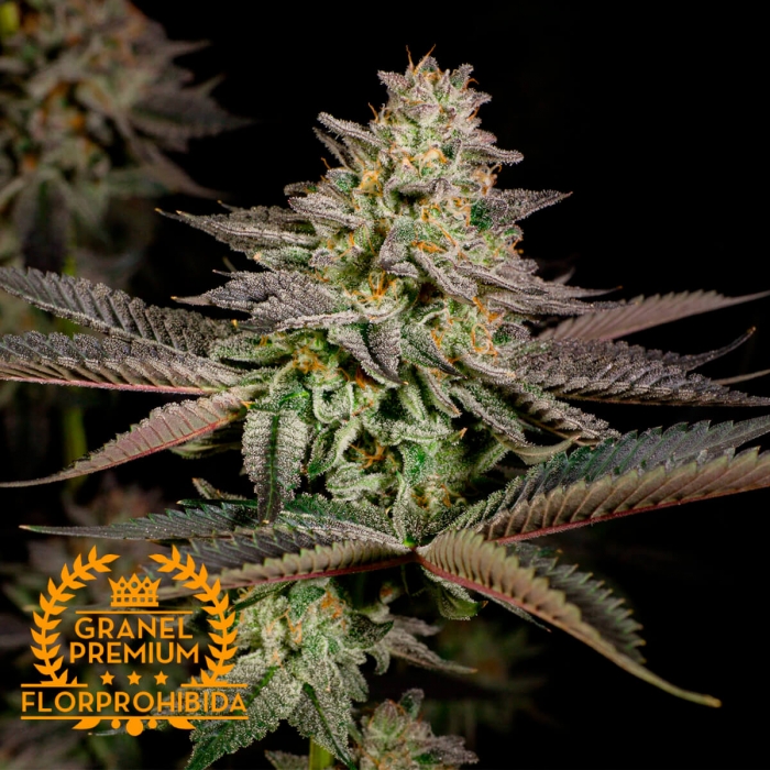 Mandarine Cookies a Granel