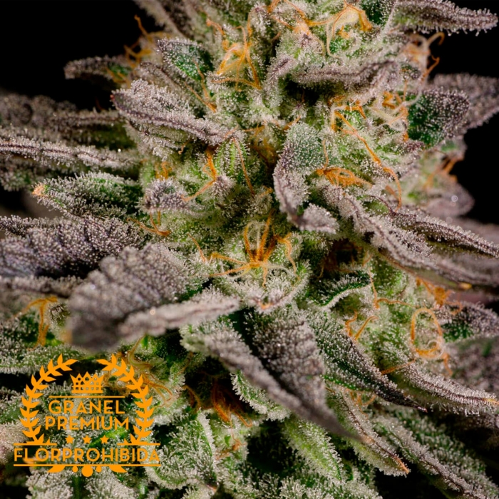 Mandarine Cookies de Granel. Semillas de marihuana Premium de granel resina