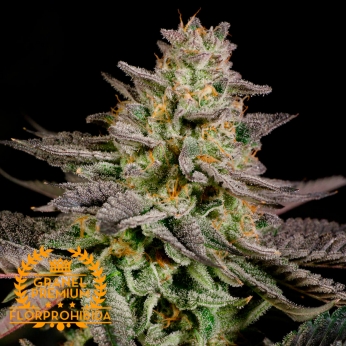 Mandarine Cookies a Granel. Semillas de marihuana Premium a granel