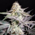 Sherbert Cream Cake de Elev8 Seeds Semillas de marihuana feminizadas