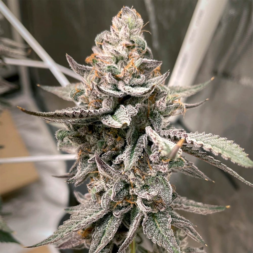 Semillas de marihuana feminizadas BEAVER COOKIES (Elev8 Seeds) cogollo