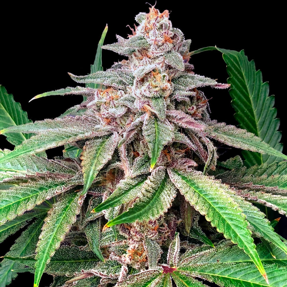 Semillas de marihuana Feminizadas MYSTERY MADE 2 (Elev8 Seeds) cogollo