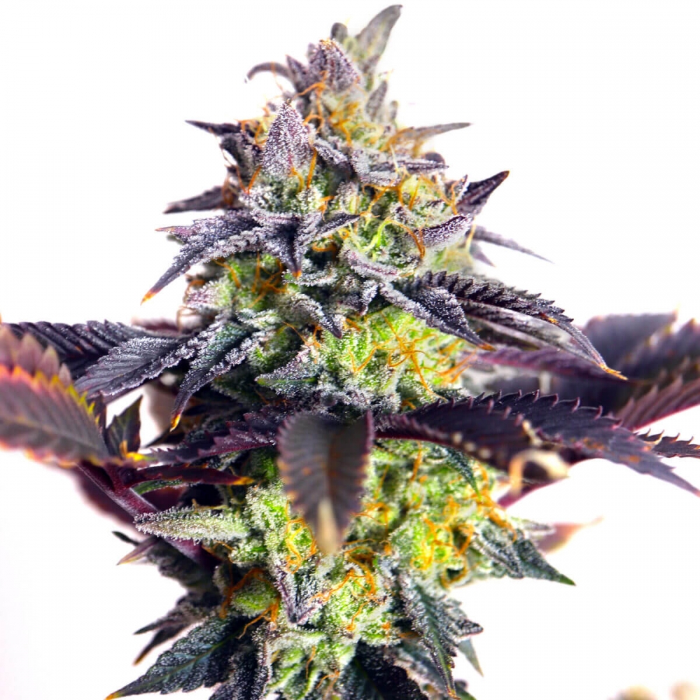 Semillas de marihuana Feminizadas MYSTERY MADE 2 (Elev8 Seeds) cogollo morado