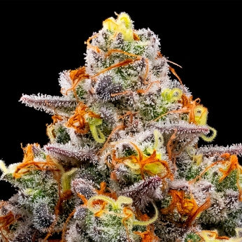 Semillas de marihuana feminizadas PURPLE BOOST HIGHNESS (Anesia Seeds)