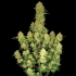 Semillas de marihuana AUTO GUAVA (FastBuds Seeds) planta.