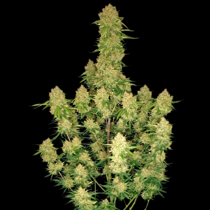 Semillas de marihuana AUTO GUAVA (FastBuds Seeds) planta.