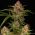 Semillas de marihuana AUTO GUAVA (FastBuds Seeds)