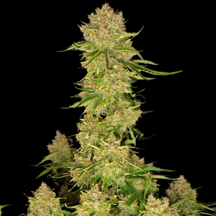 Semillas de marihuana AUTO GUAVA (FastBuds Seeds) punta principal.