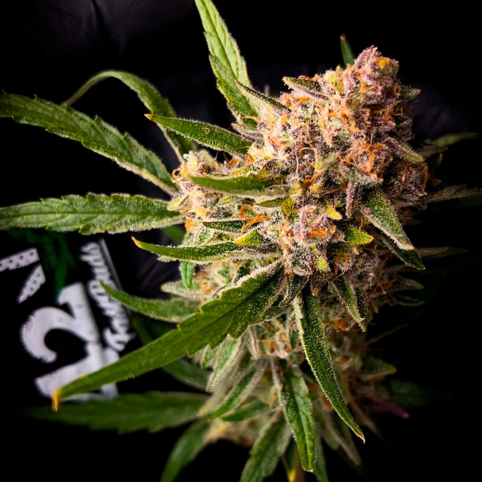 Semillas de marihuana AUTO GUAVA (FastBuds Seeds) cogollo.