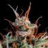 Semillas de marihuana AUTO GUAVA (FastBuds Seeds) resina
