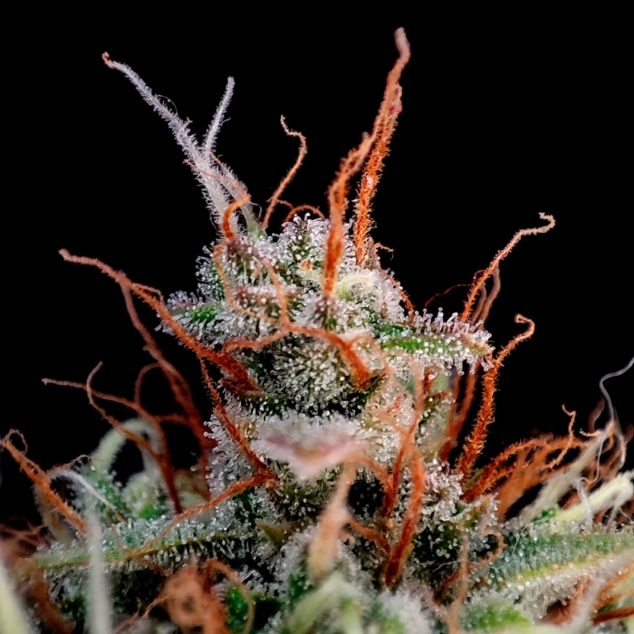 Semillas de marihuana AUTO GUAVA (FastBuds Seeds) resina