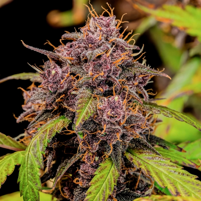 Semillas de marihuana autoflorecientes AUTO LEMON CHERRY COOKIES (Fastbuds Seeds) cogollo.