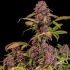 Semillas de marihuana autoflorecientes AUTO LEMON CHERRY COOKIES (Fastbuds Seeds) planta.