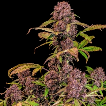 Semillas de marihuana autoflorecientes AUTO LEMON CHERRY COOKIES (Fastbuds Seeds) planta.