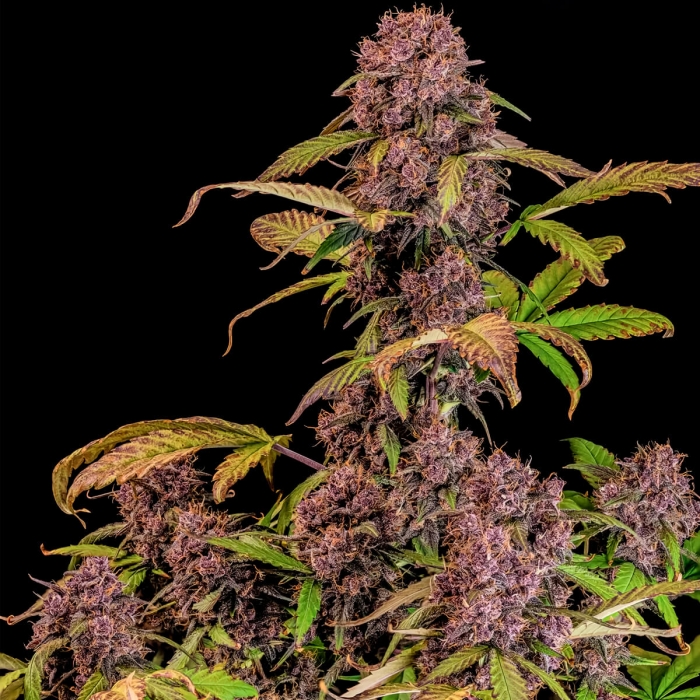 Semillas de marihuana autoflorecientes AUTO LEMON CHERRY COOKIES (Fastbuds Seeds) planta.