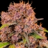 Semillas de marihuana autoflorecientes AUTO LEMON CHERRY COOKIES (Fastbuds Seeds) resina.