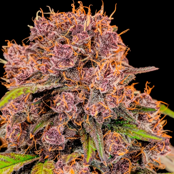 Semillas de marihuana autoflorecientes AUTO LEMON CHERRY COOKIES (Fastbuds Seeds) resina.