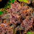 Semillas de marihuana autoflorecientes AUTO LEMON CHERRY COOKIES (Fastbuds Seeds) cogollo de cerca.