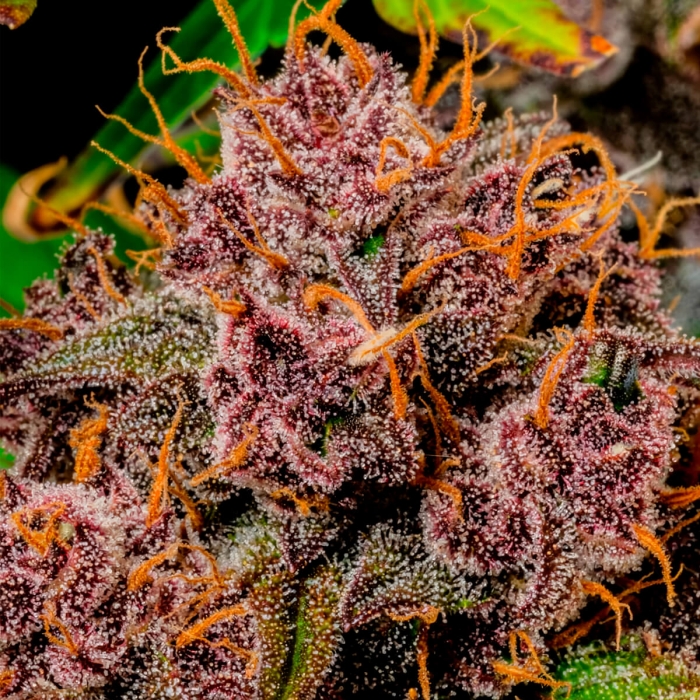 Semillas de marihuana autoflorecientes AUTO LEMON CHERRY COOKIES (Fastbuds Seeds) cogollo de cerca.