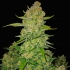 Semillas de marihuana AUTO PAPAYA COOKIES (Fastbuds Seeds) punta principal.