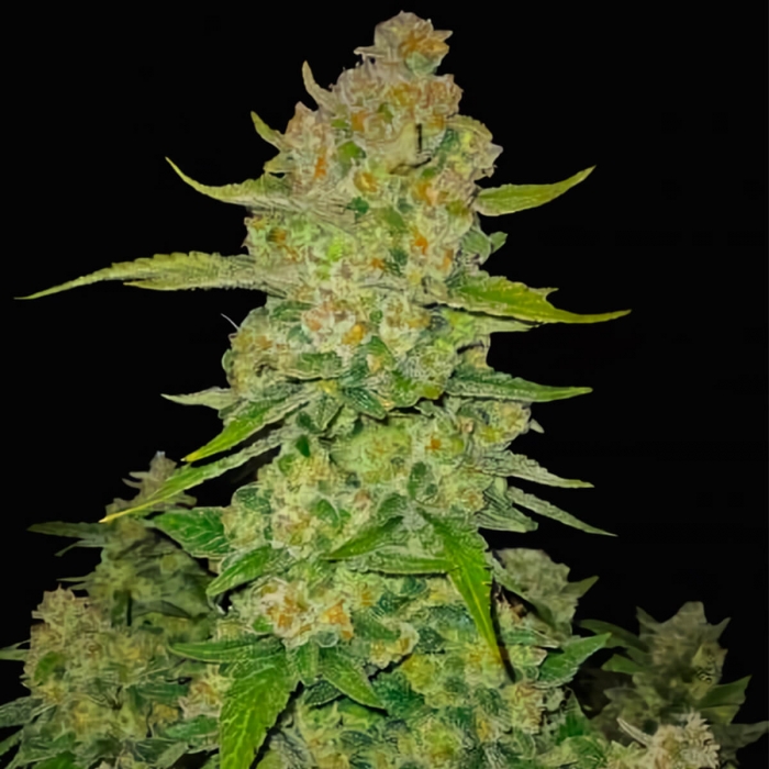 Semillas de marihuana AUTO PAPAYA COOKIES (Fastbuds Seeds) punta principal.