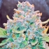 Semillas de marihuana AUTO PAPAYA COOKIES (Fastbuds Seeds) Cogollo