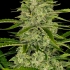 Semillas de marihuana AUTO PAPAYA COOKIES (Fastbuds Seeds) cogollo de cerca.