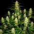 Semillas de marihuana AUTO PAPAYA COOKIES (Fastbuds Seeds) planta.