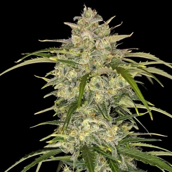 Auto Sour Jealousy de Fastbuds Seeds