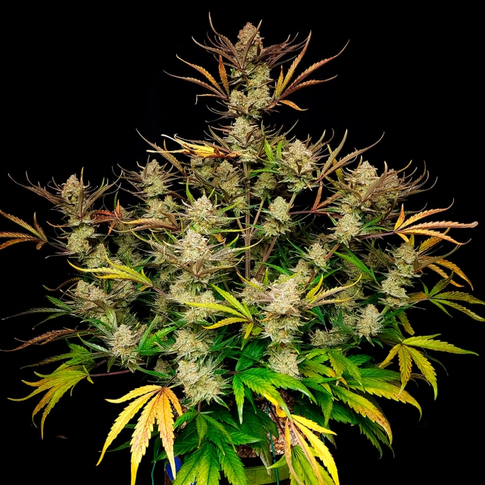 AUTO APPLE STRUDEL (Fastbuds Seeds)