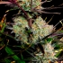 Semillas de marihuana autoflorecientes AUTO APPLE STRUDEL (Fastbuds Seeds) resina.